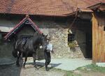 bernartice nad odrou