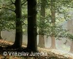 Hukvaldy 022