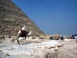 CK Shenkos, Egypt, Giza